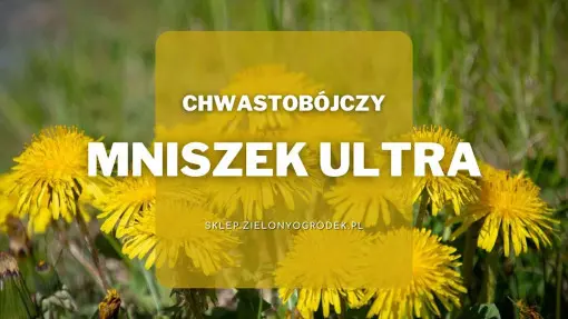 Mniszek Ultra – selektywny herbicyd na chwasty do stosowania na trawniku