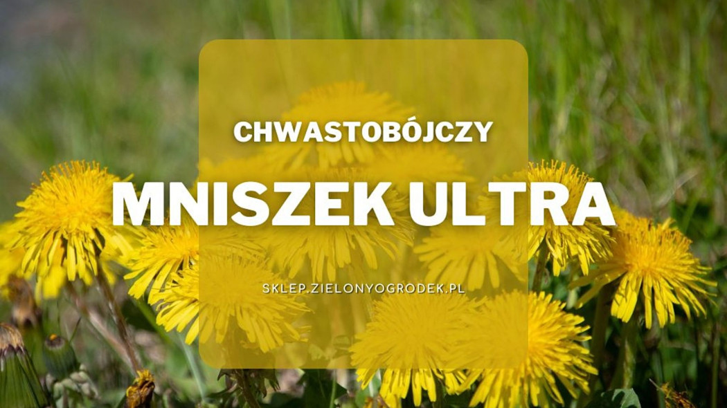 Mniszek Ultra selektywnie na chwasty