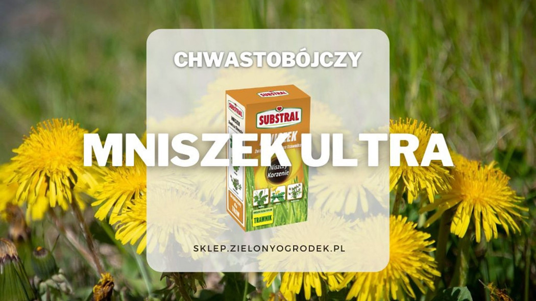 Mniszek Ultra selektywnie na chwasty