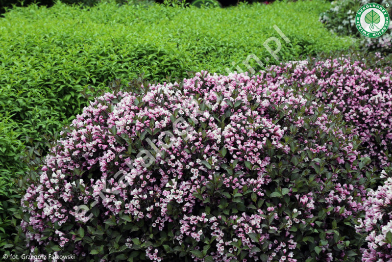 krzewuszka cudowna Weigela florida Nana Purpurea Fot. Grzegorz Falkowski