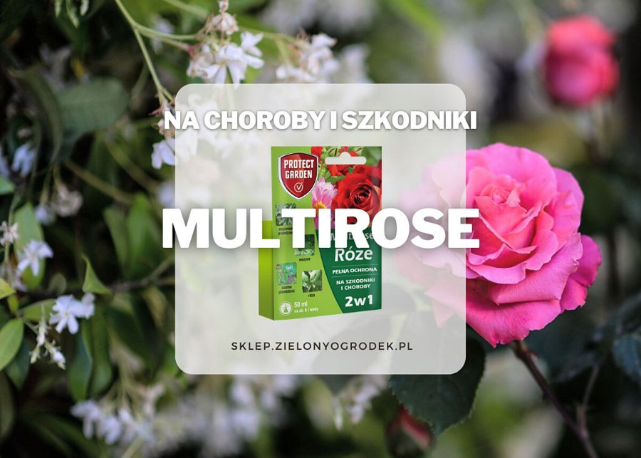 Multirose Roze ochrona na szkodniki i choroby