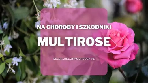 Multirose – preparat na choroby i szkodniki róż i roślin ozdobnych