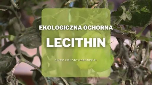 Lecithin – ekologiczny środek na choroby grzybowe