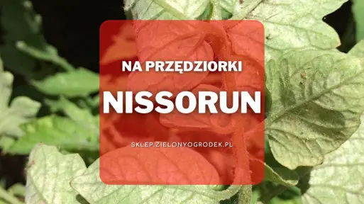 Nissorun Strong – preparat do zwalczania przędziorków
