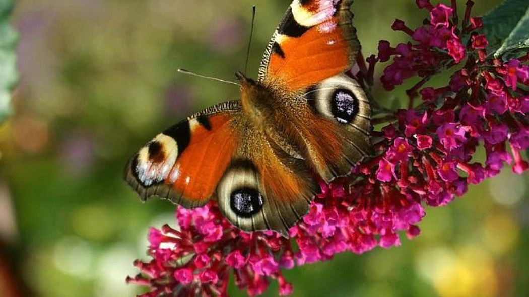 Buddleja trójkolorowa