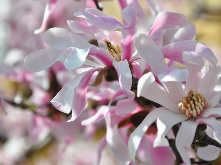 Magnolie pradawne delicje | Dwa przepisy na dania z kwiatami