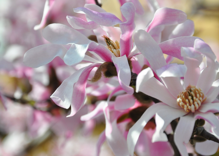 magnolie pradawne delicje - dwa przepisy na dania z kwiatami
