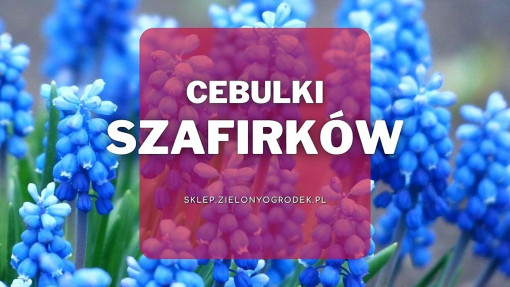 Cebulki szafirków | Jakie wybrać i gdzie kupić?