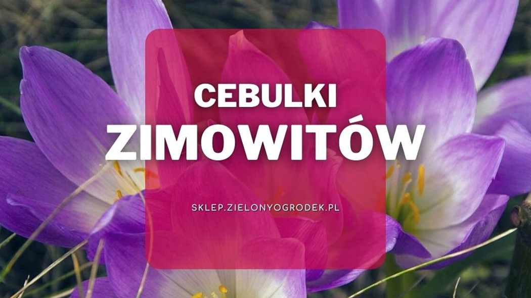 Cebulki zimowitow Jakie wybrac i gdzie kupic