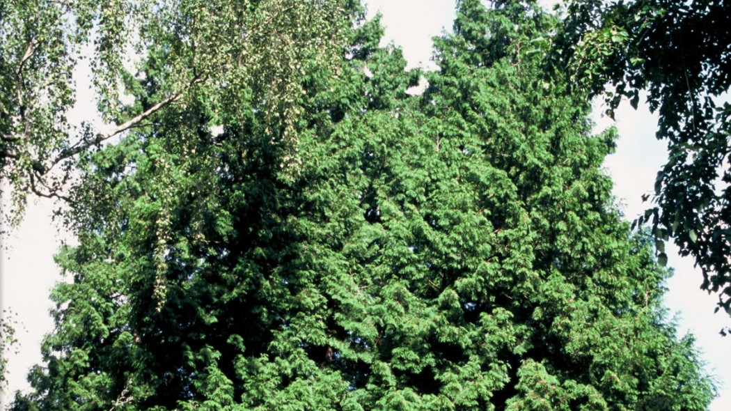 Zywotnik olbrzymi tuja thuja plicata, fot. iVerde