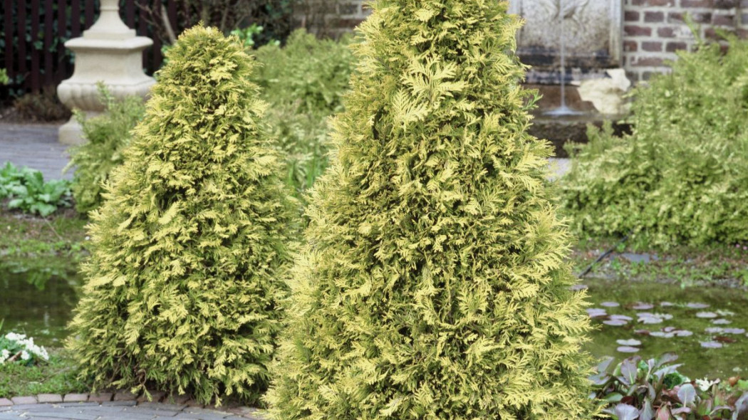 Zywotnik olbrzymi tuja thuja plicata Aurescens, fot. iVerde