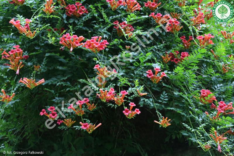 milin amerykański Campsis radicans Flamenco Fot. Grzegorz Falkowski