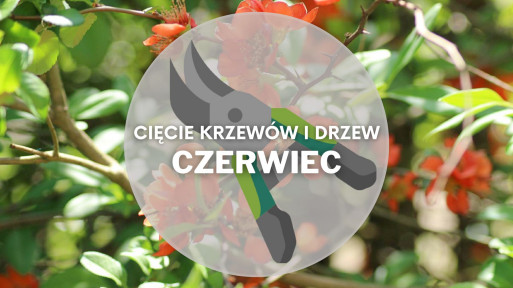 Co ciąć w czerwcu? | Przycinanie drzew i krzewów