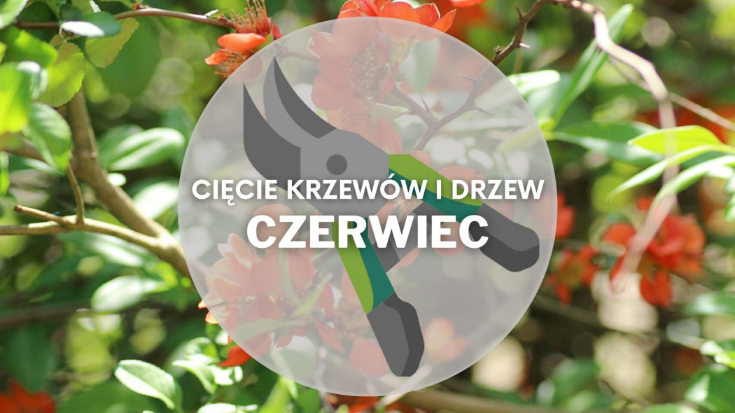 Co ciac w czerwcu Przycinanie drzew i krzewow