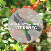 Co ciąć w czerwcu? | Przycinanie drzew i krzewów