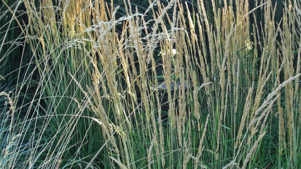 Trzcinnik ostrokwiatowy Calamagrostis acutiflora, fot. AndreyZharkikh (CC BY 2.0) - Flickr