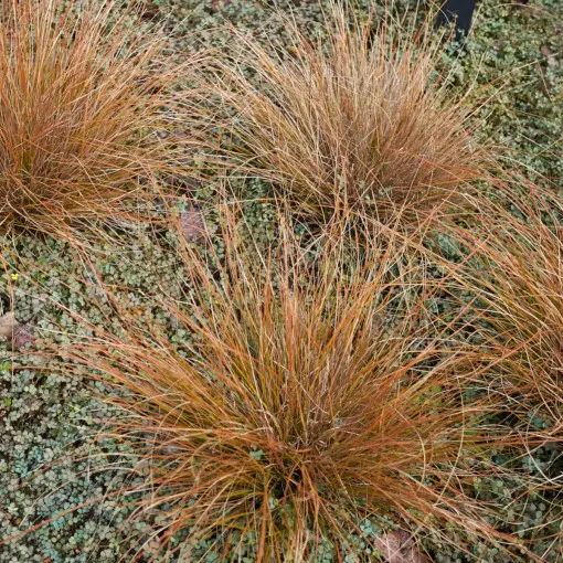 Turzyca Buchanana