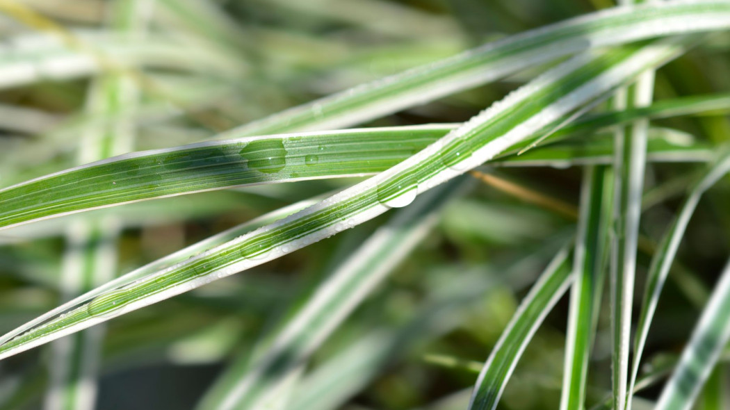 Trzcinnik ostrokwiatowy Calamagrostis acutiflora, fot. nahhan - Depositphotos