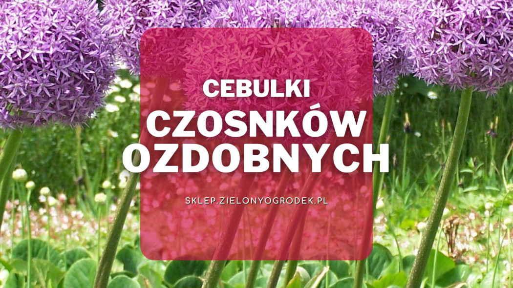 Cebulki czosnkow ozdobnych Jakie wybrac i gdzie kupic