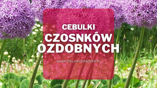 Cebulki czosnków ozdobnych | Jakie wybrać i gdzie kupić?