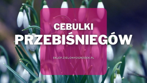 Cebulki przebiśniegów | Jakie wybrać i gdzie kupić?