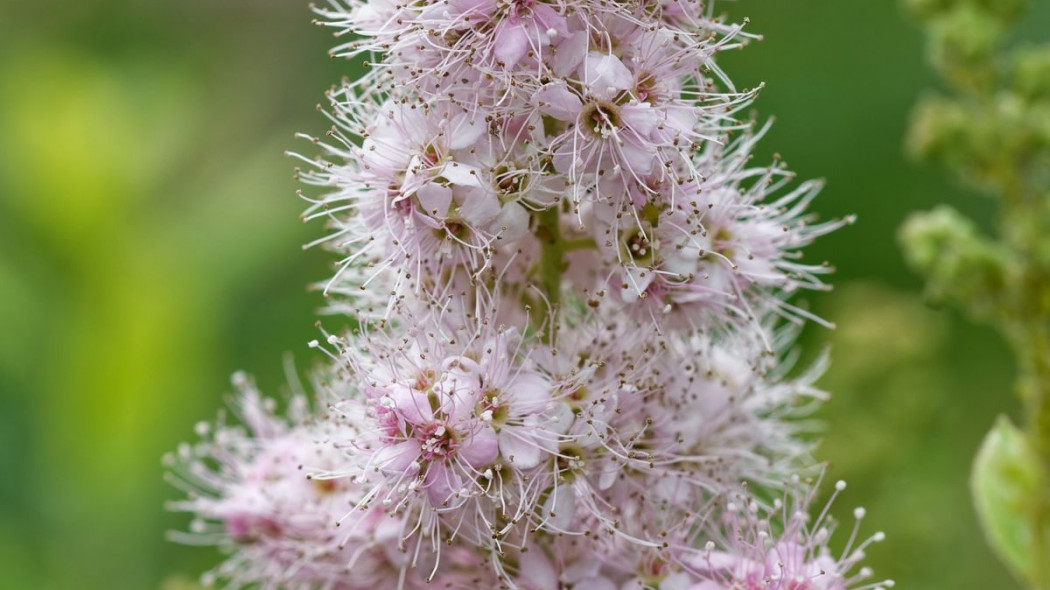 Tawuła Douglasa Spirea, fot. Johnny Harvester - Pixabay