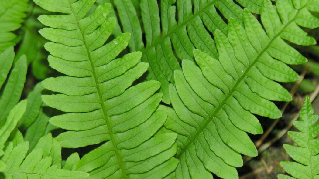 Paprotka zwyczajna Polypodium vulgare, fot. Algirdas_Wikimedia Commons