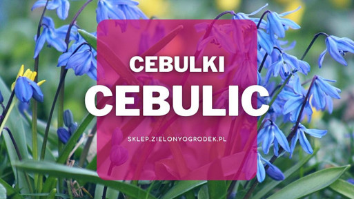 Cebulki cebulicy | Jakie wybrać i gdzie kupić?