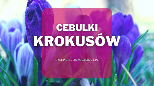 Cebulki krokusów | Jakie wybrać i gdzie kupić?