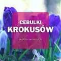 Cebulki krokusów | Jakie wybrać i gdzie kupić?