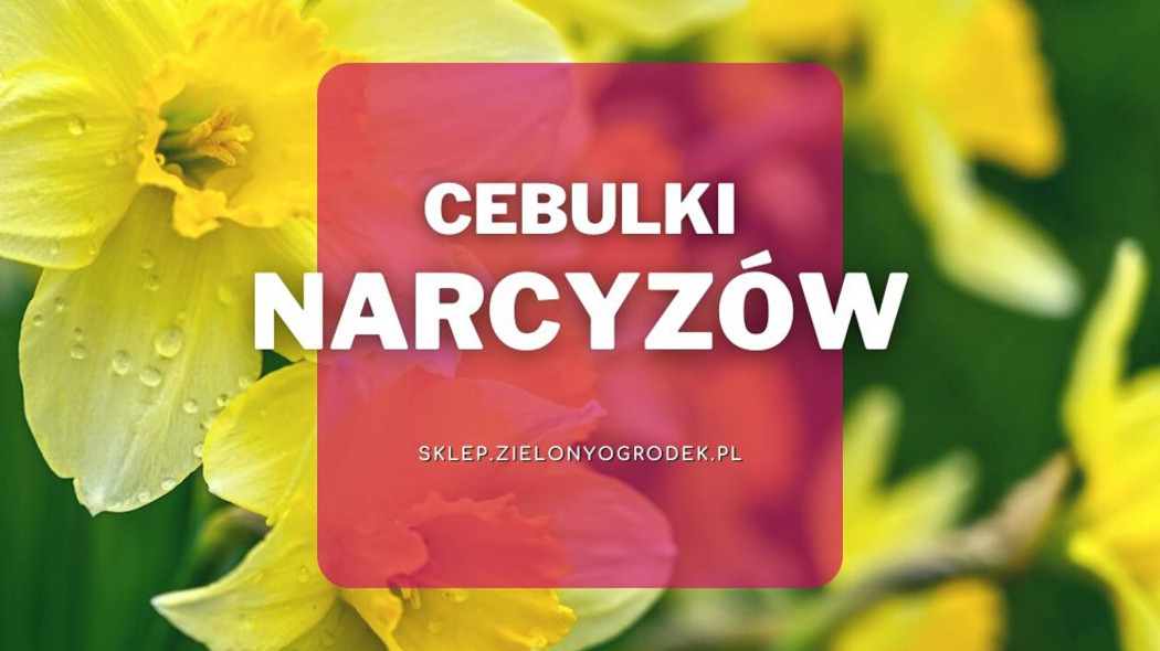 Cebulki narcyzow gdzie kupic jak wybrac