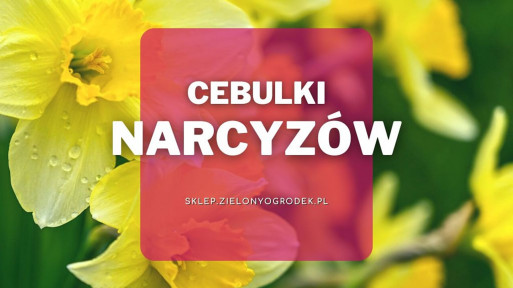 Cebulki narcyzów | Jakie wybrać i gdzie kupić?