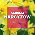 Cebulki narcyzów | Jakie wybrać i gdzie kupić?