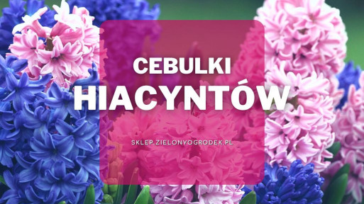 Cebulki hiacyntów | Jakie wybrać i gdzie kupić?