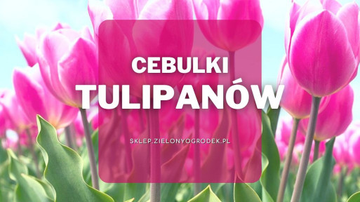 Cebulki tulipanów | Jakie wybrać i gdzie kupić?