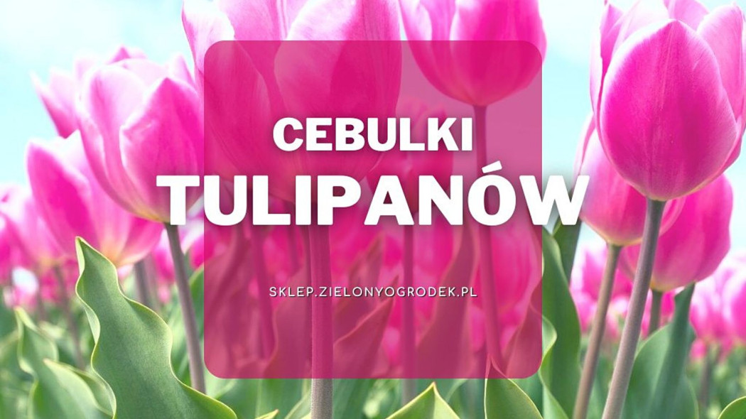 Cebulki tulipanow jakie wybrac i gdzie kupic