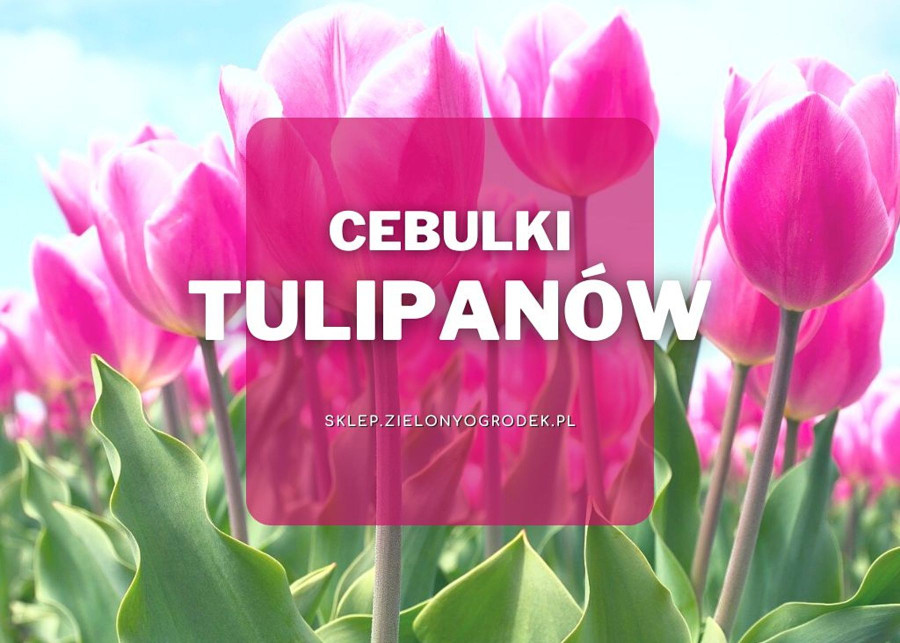 Cebulki tulipanow jakie wybrac i gdzie kupic