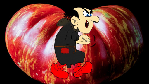 Pomidor Gargamel | Jak wygląda? Jak uprawiać?