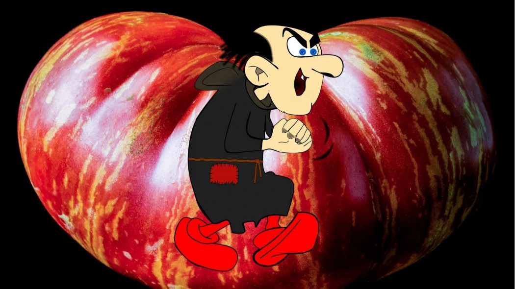 pomidor Gargamel