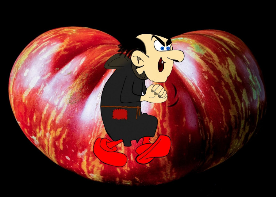 pomidor Gargamel
