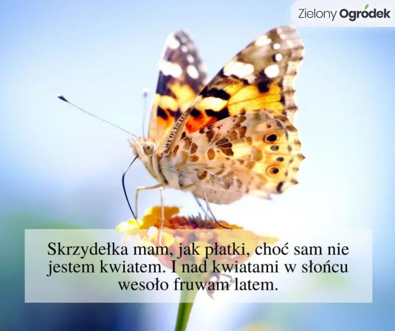 Odpowiedź: MOTYL