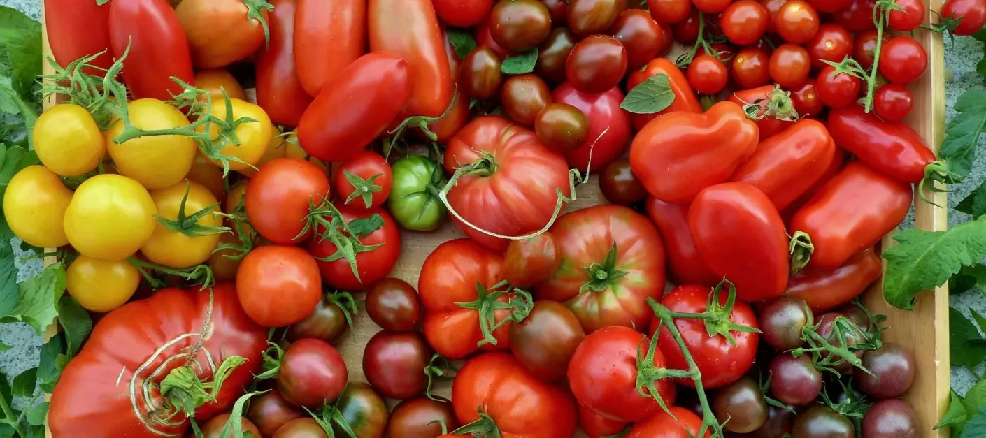 Uprawa pomidorów w ogrodzie fot. haru9999 - Pixabay