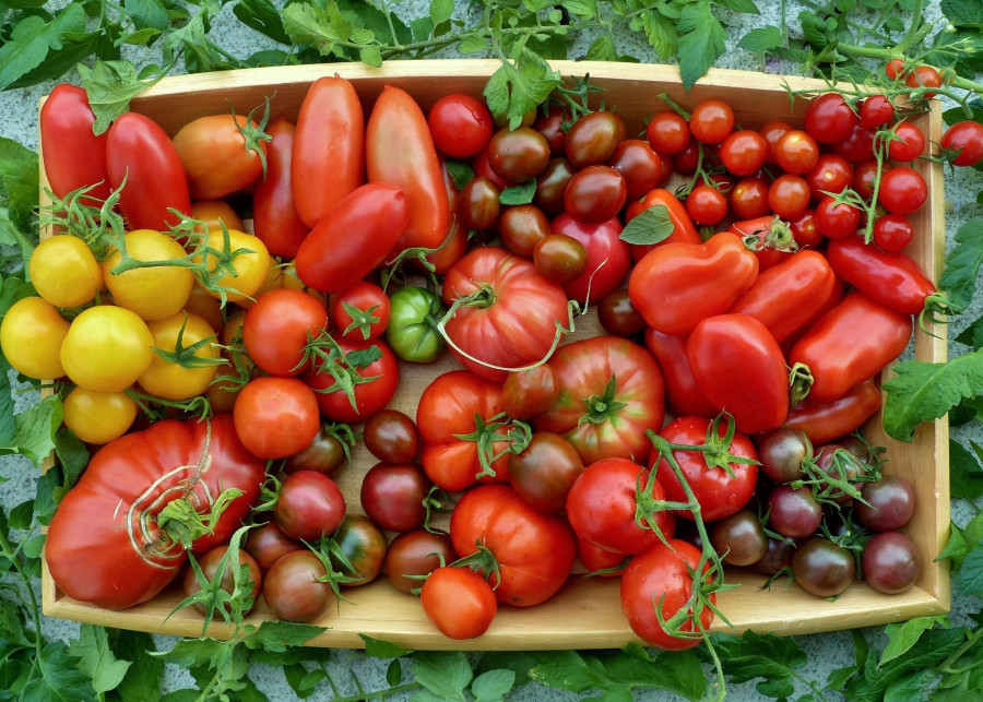 Uprawa pomidorów w ogrodzie fot. haru9999 - Pixabay