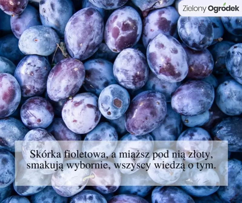 Odpowiedź: ŚLIWKI