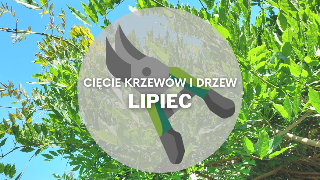 Co ciac w lipcu Przycinanie drzew i krzewow