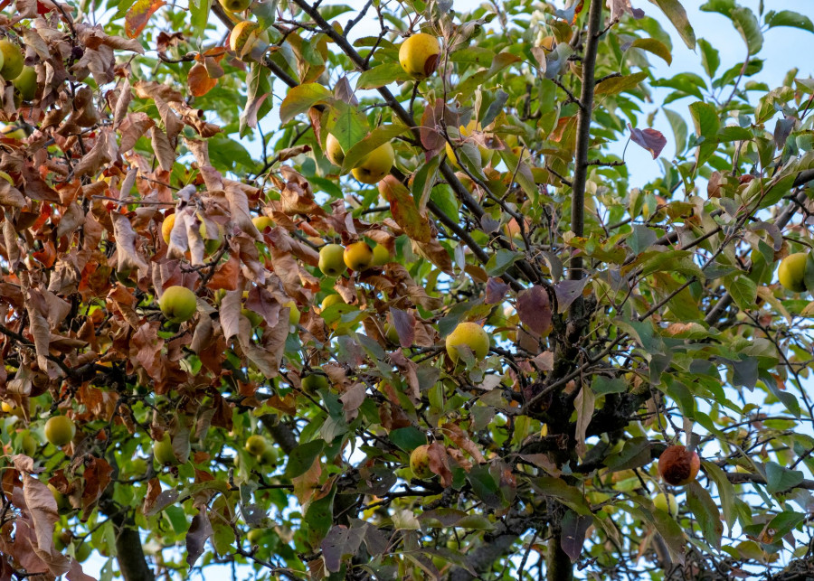 Błędy w uprawie drzewek owocowych fot. DEWI-Stockphotos - Depositphotos