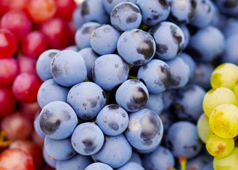 uprawa winogron w ogrodzie fot. matthiasboeckel - Pixabay