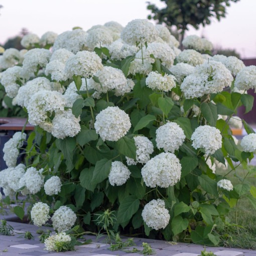 Hortensja krzewiasta 'Annabelle'