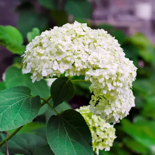 Hortensja krzewiasta 'Annabelle'