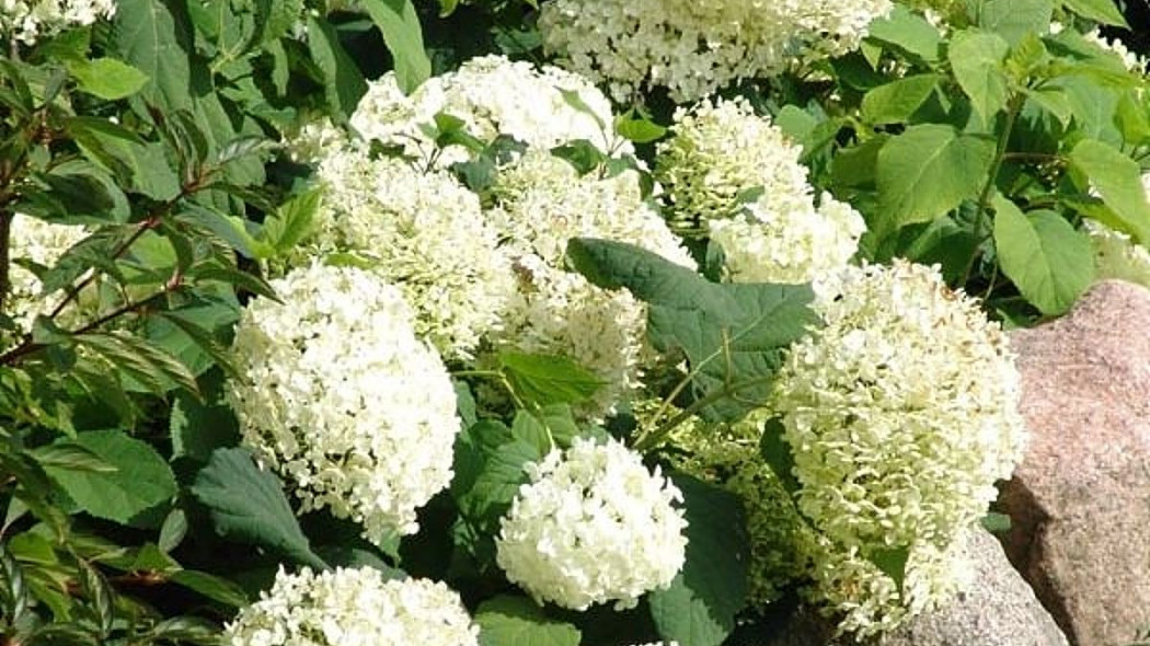 Hortensja krzewiasta hydrangea arborescens anabelle, fot. hortulus 